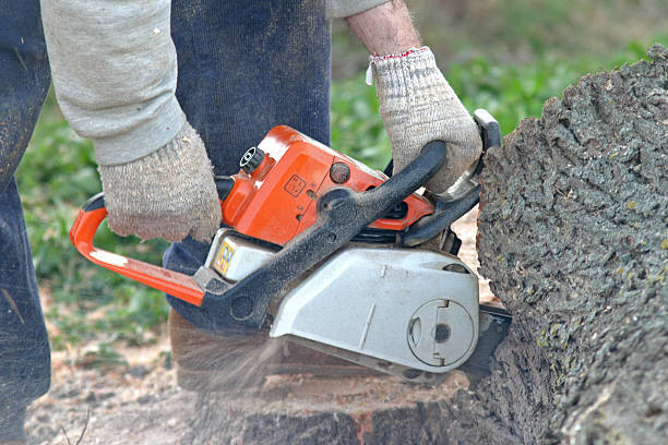 Trusted Albion, IL Tree Removal Services Experts